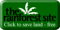 rainforest